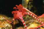 Brittle Star Coral Spawning Witnessed During The Annual Coral Spawning Event at Anse Chastanet