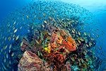 Pristine Coral Reefs and Colourful Tropical Fish